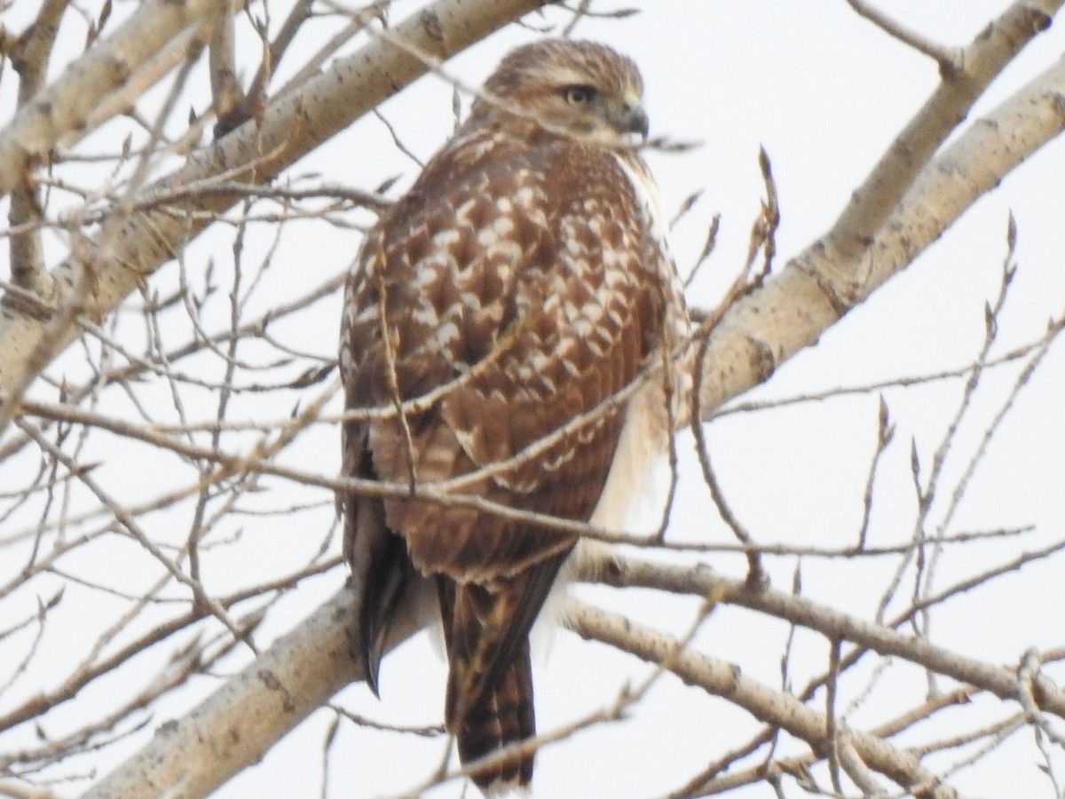 Red-tailed Hawk - André St Pierre Aline Beauchemin