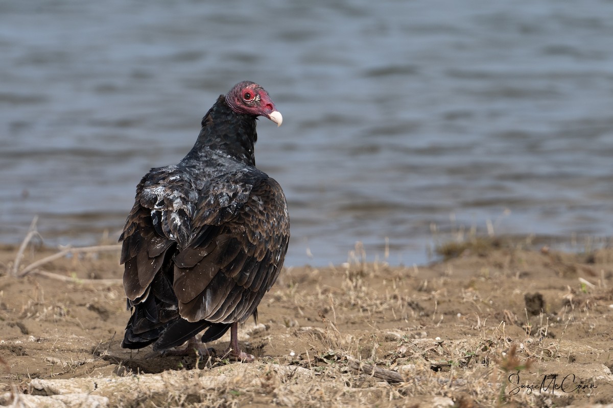 Turkey Vulture - Suzie McCann