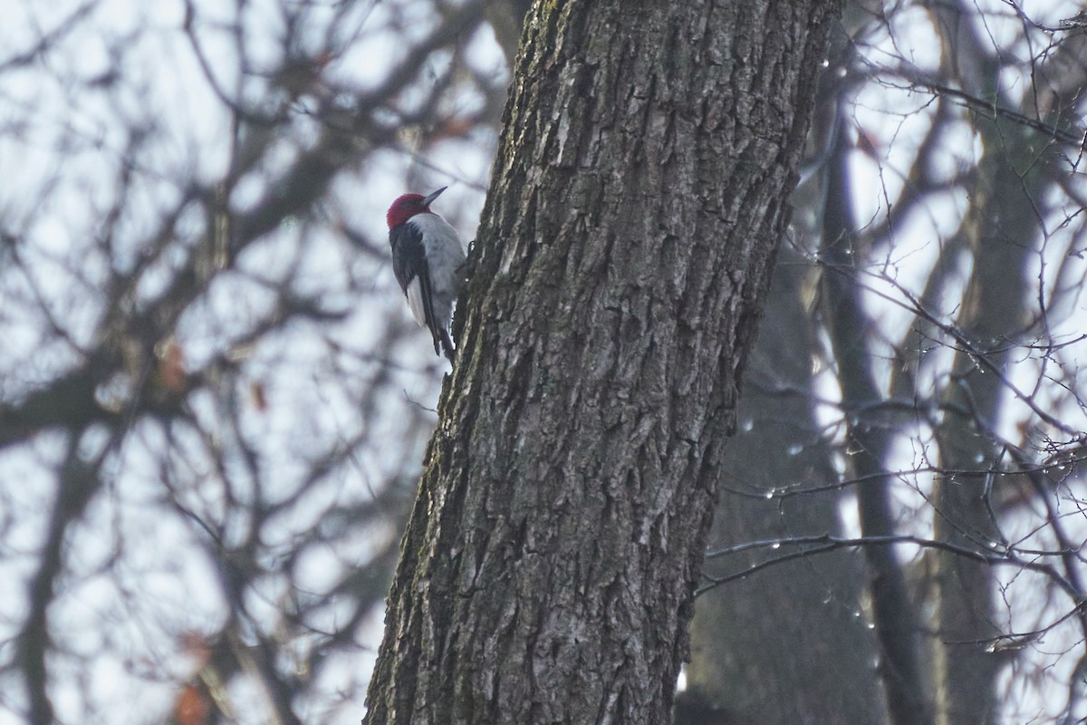Red-headed Woodpecker - ML612570128