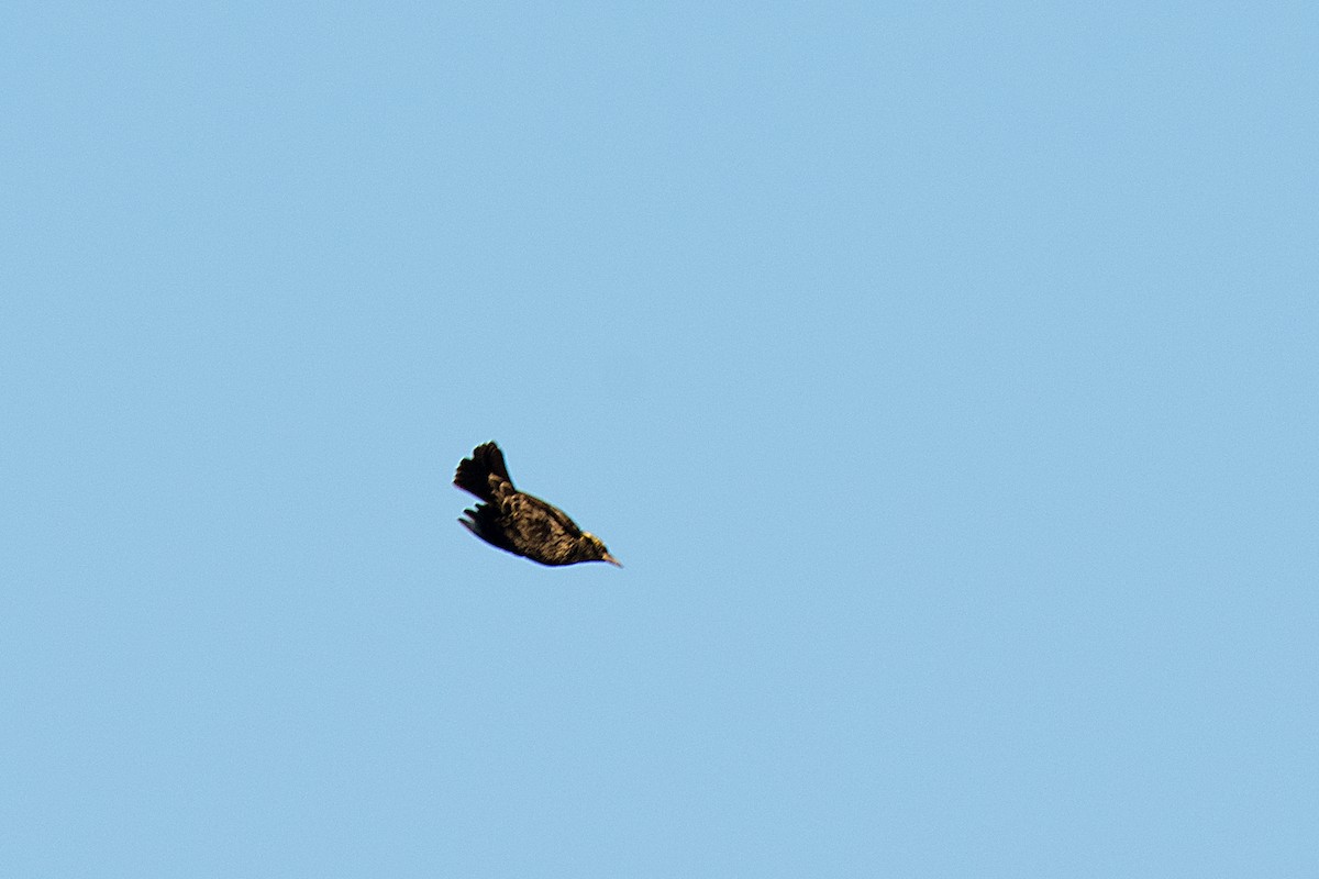 Yellow-winged Blackbird - ML612570495