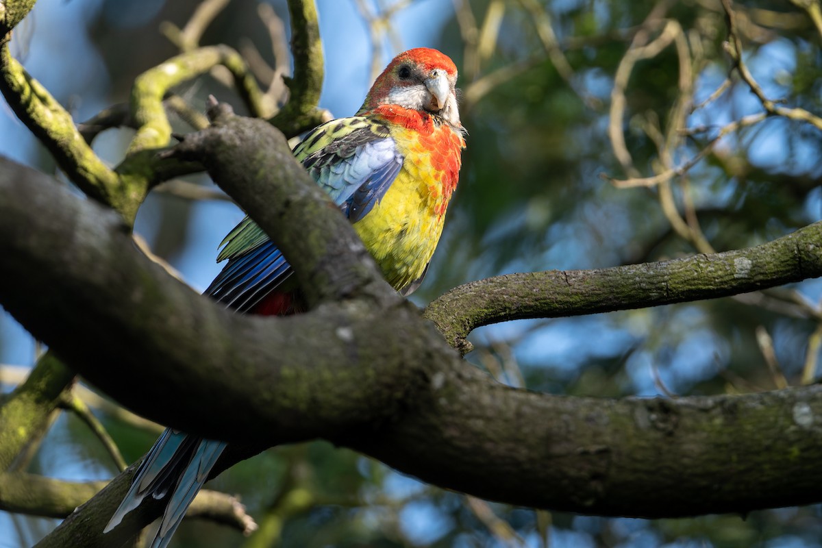 eBird Australia Checklist - 24 Dec 2023 - Lake Knox - 26 species