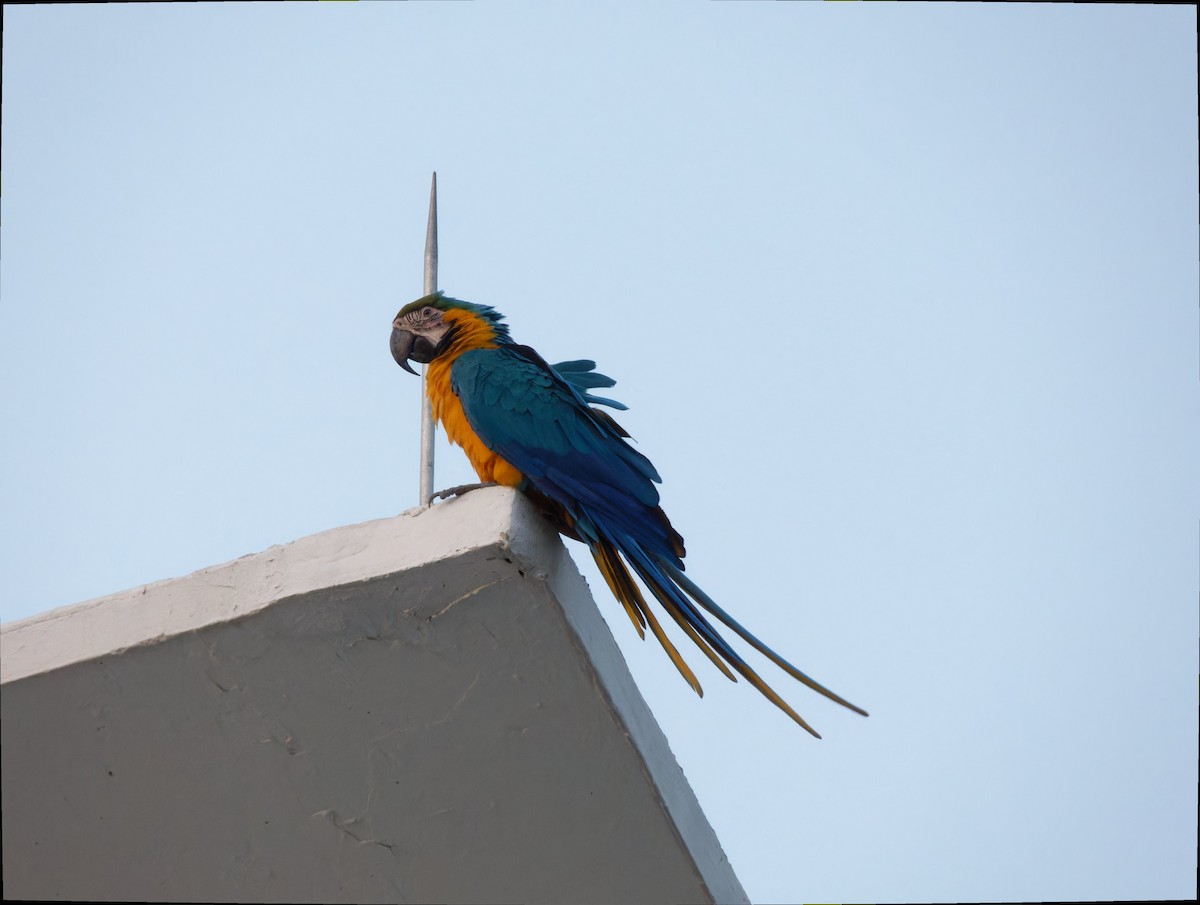 Blue-and-yellow Macaw - Eric Sibbald