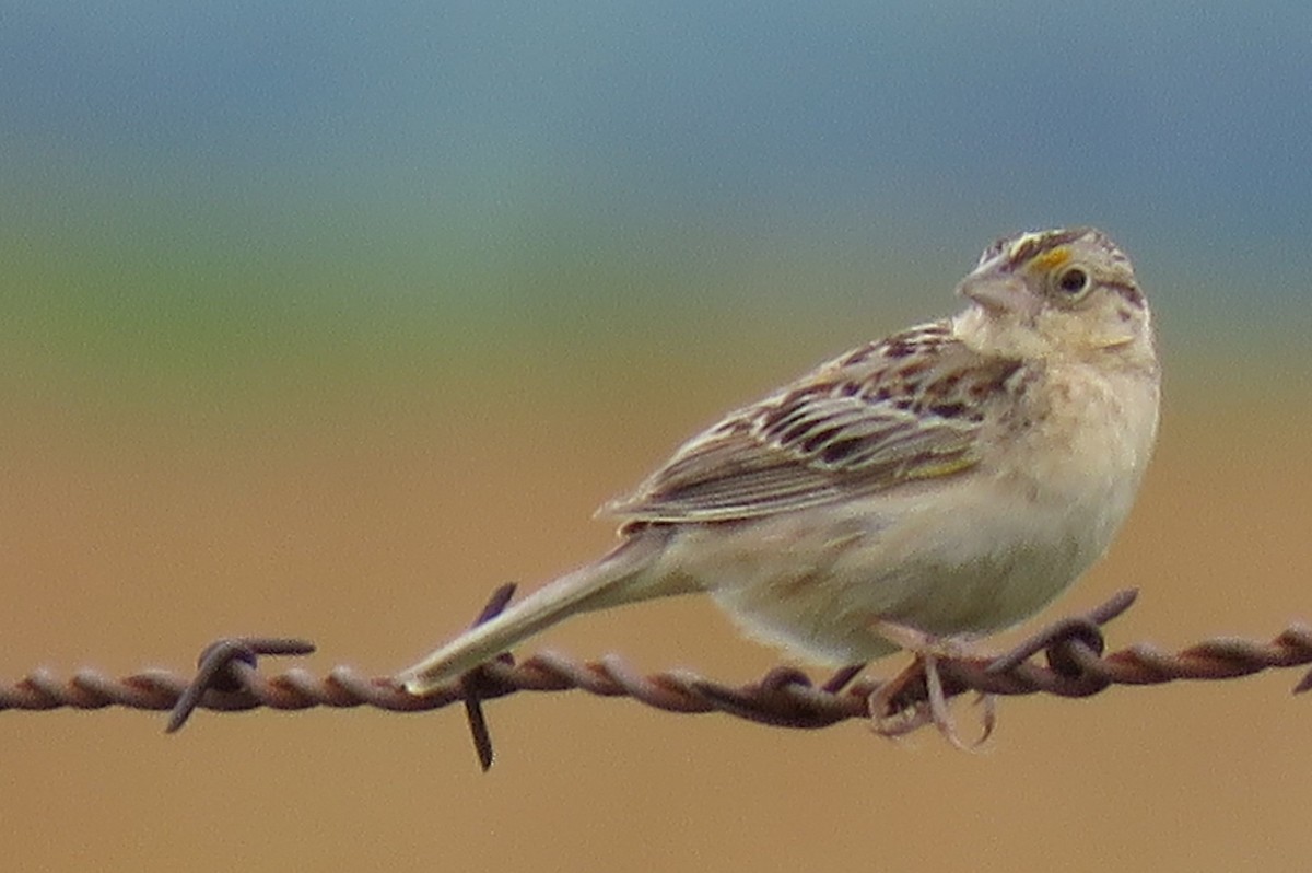 Grasshopper Sparrow - ML61257171