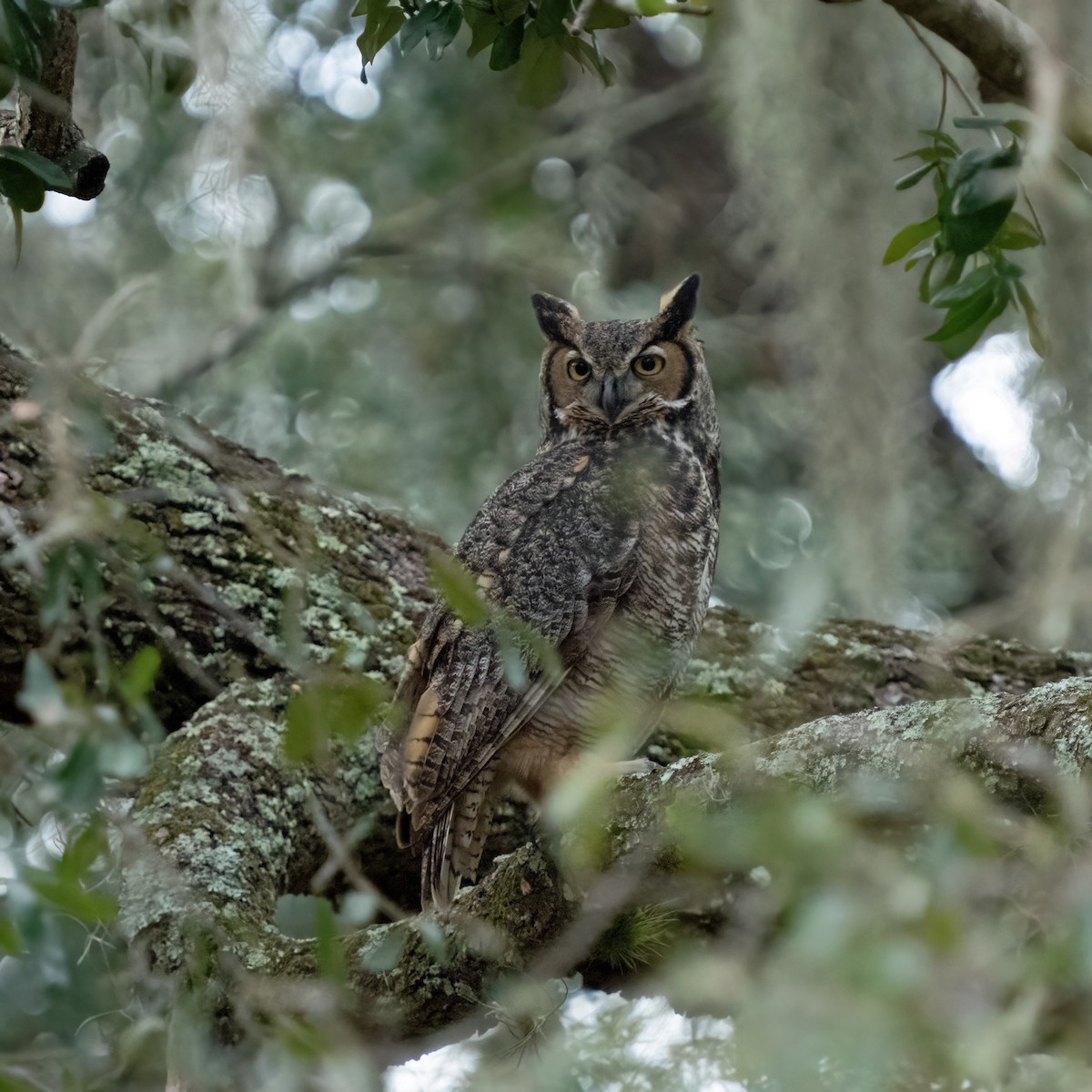 Great Horned Owl - ML612571844