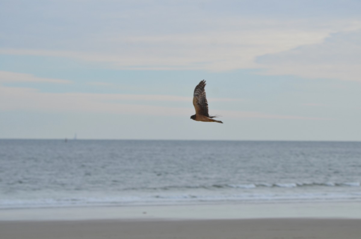 Ebird Checklist Dec Marshview Lane Ogunquit Species Other Taxa