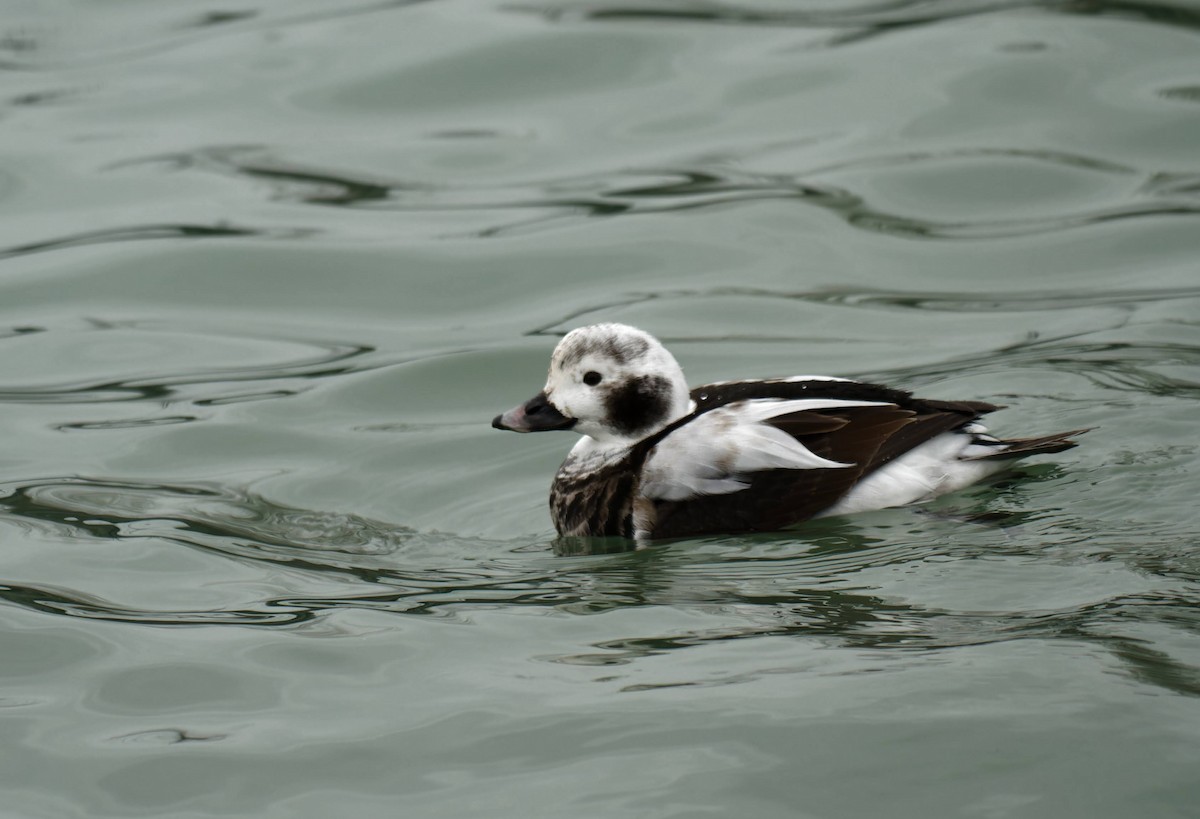 Long-tailed Duck - ML612572030