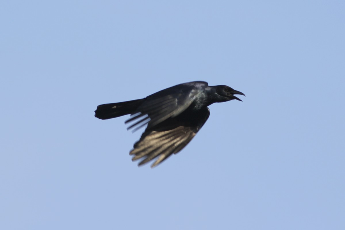 Sinaloa Crow - Alex Rinkert