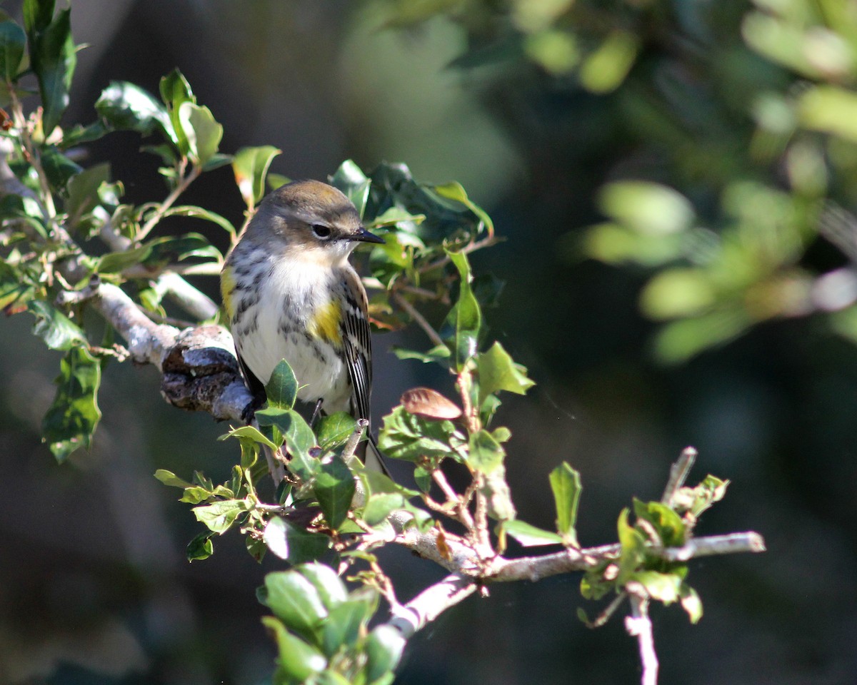 Yellow-rumped Warbler - Mary Keim