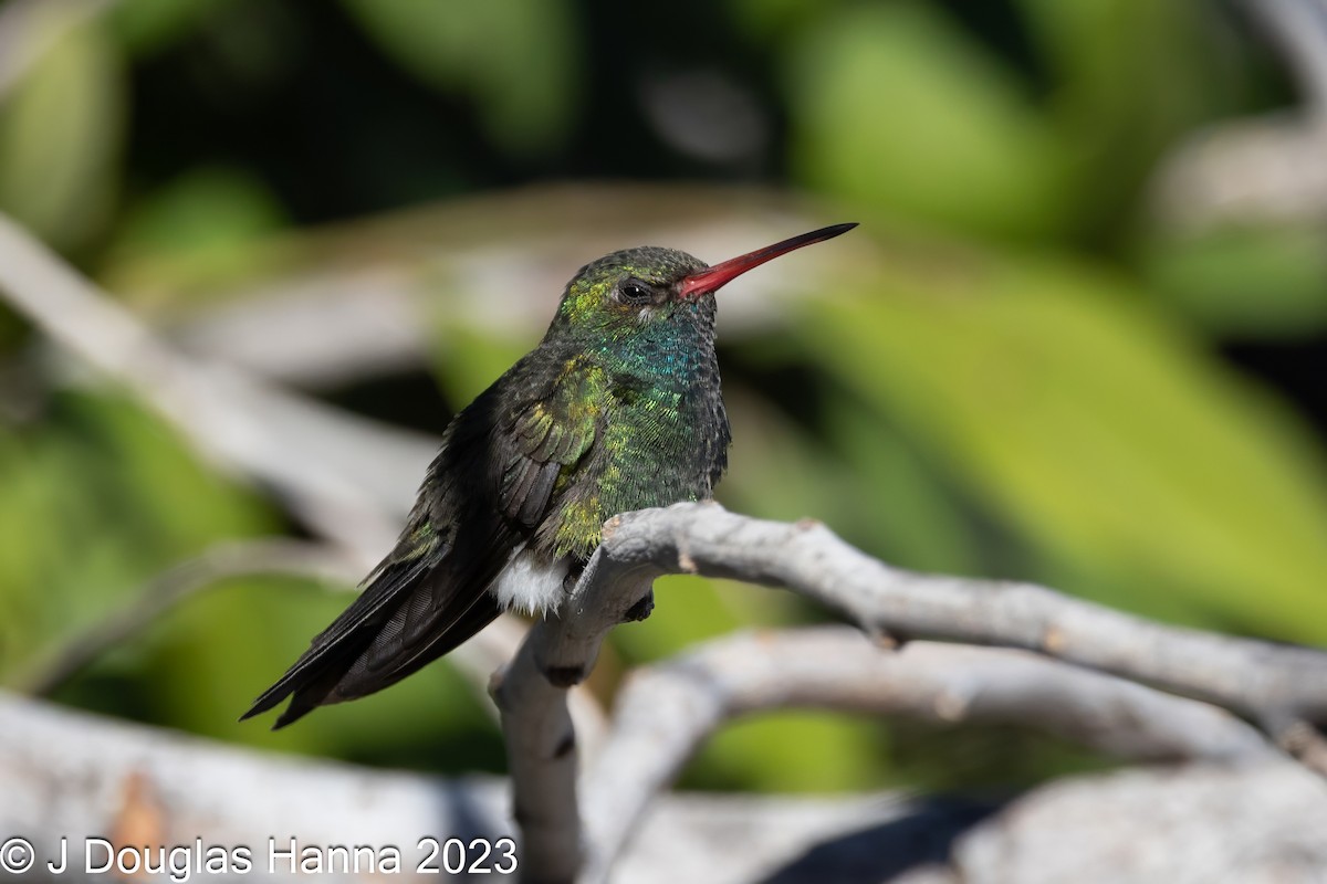 Tres Marias Hummingbird - ML612572423
