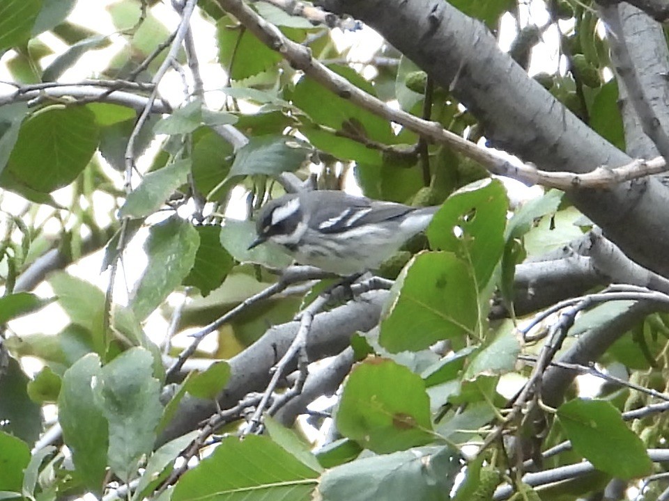 Black-throated Gray Warbler - ML612572506