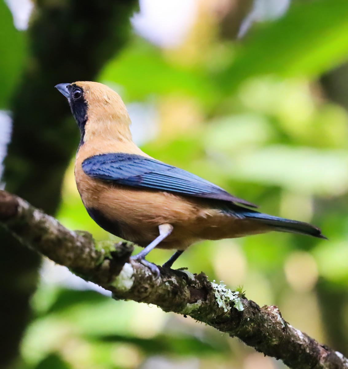 Burnished-buff Tanager - ML612572578