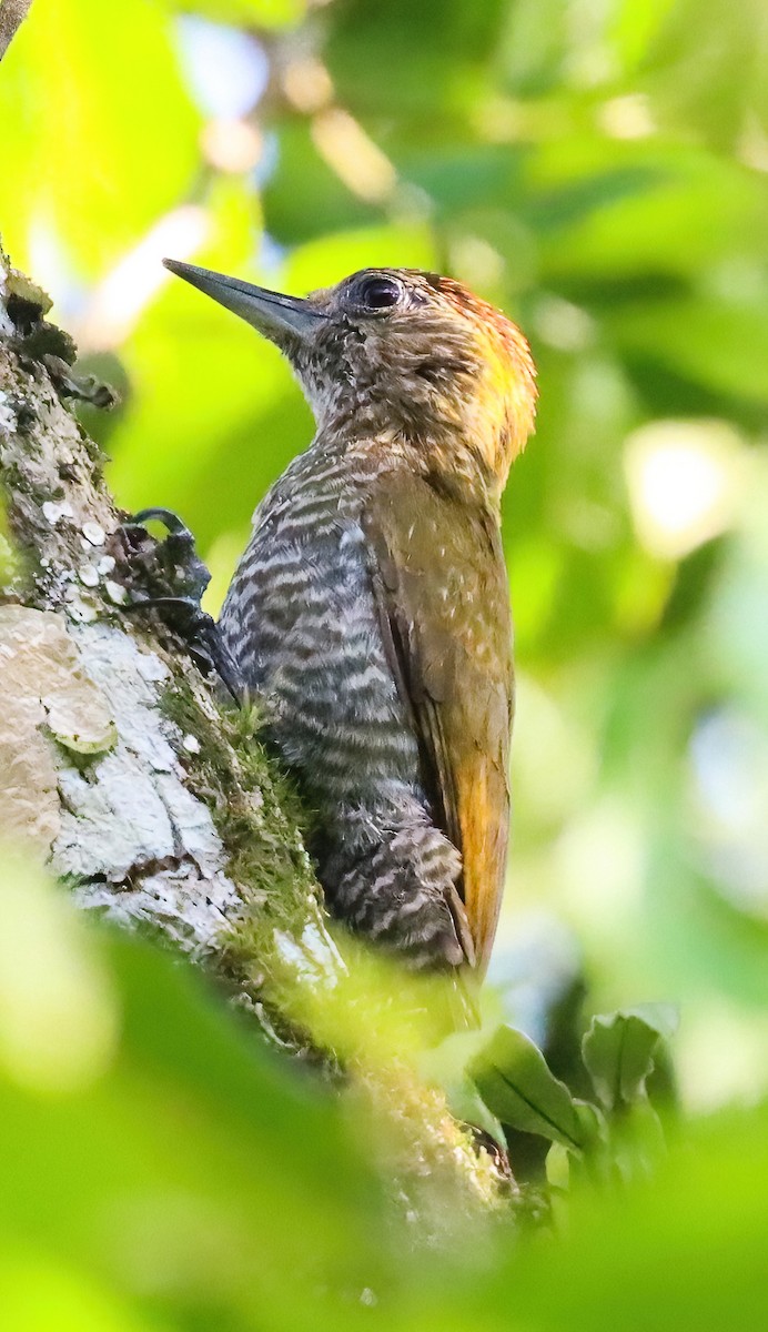 Yellow-eared Woodpecker - Ricardo Lopez Z.
