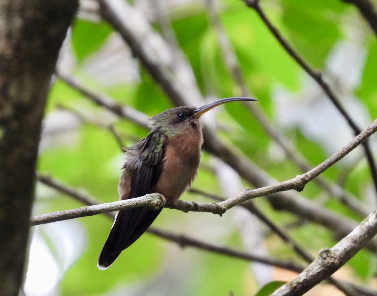 Rufous-breasted Hermit - ML612573032
