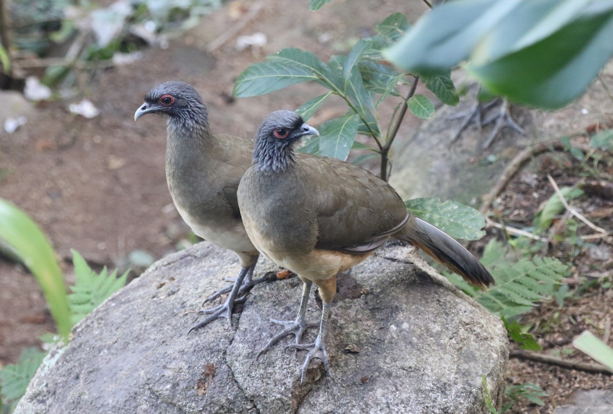 West Mexican Chachalaca - ML612573240