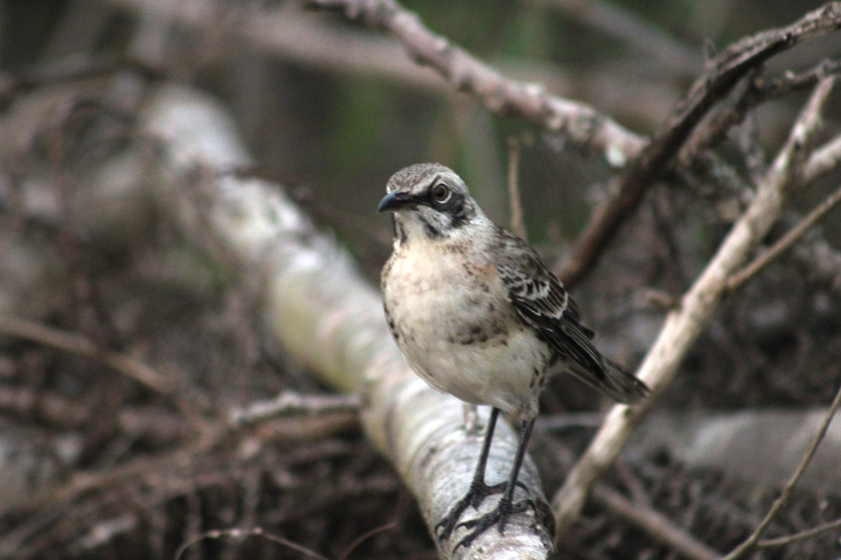 San Cristobal Mockingbird - javier lopez