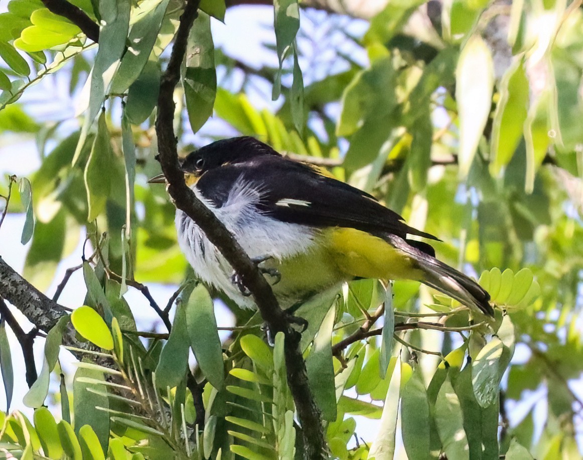 Yellow-backed Tanager - ML612573787