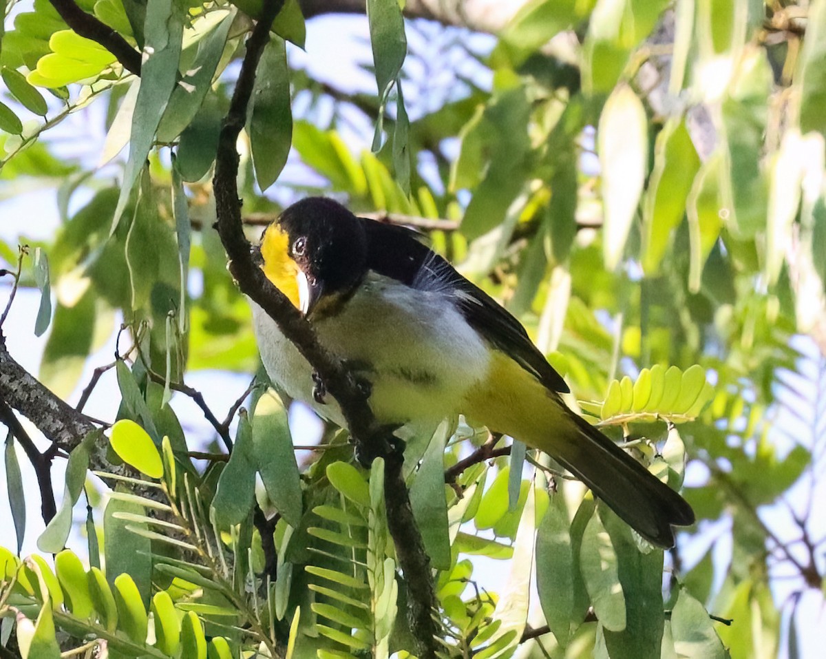 Yellow-backed Tanager - ML612573796