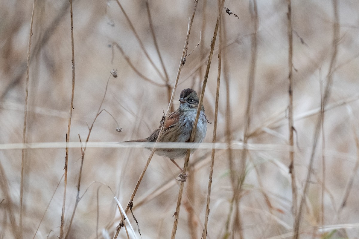 Swamp Sparrow - ML612573935