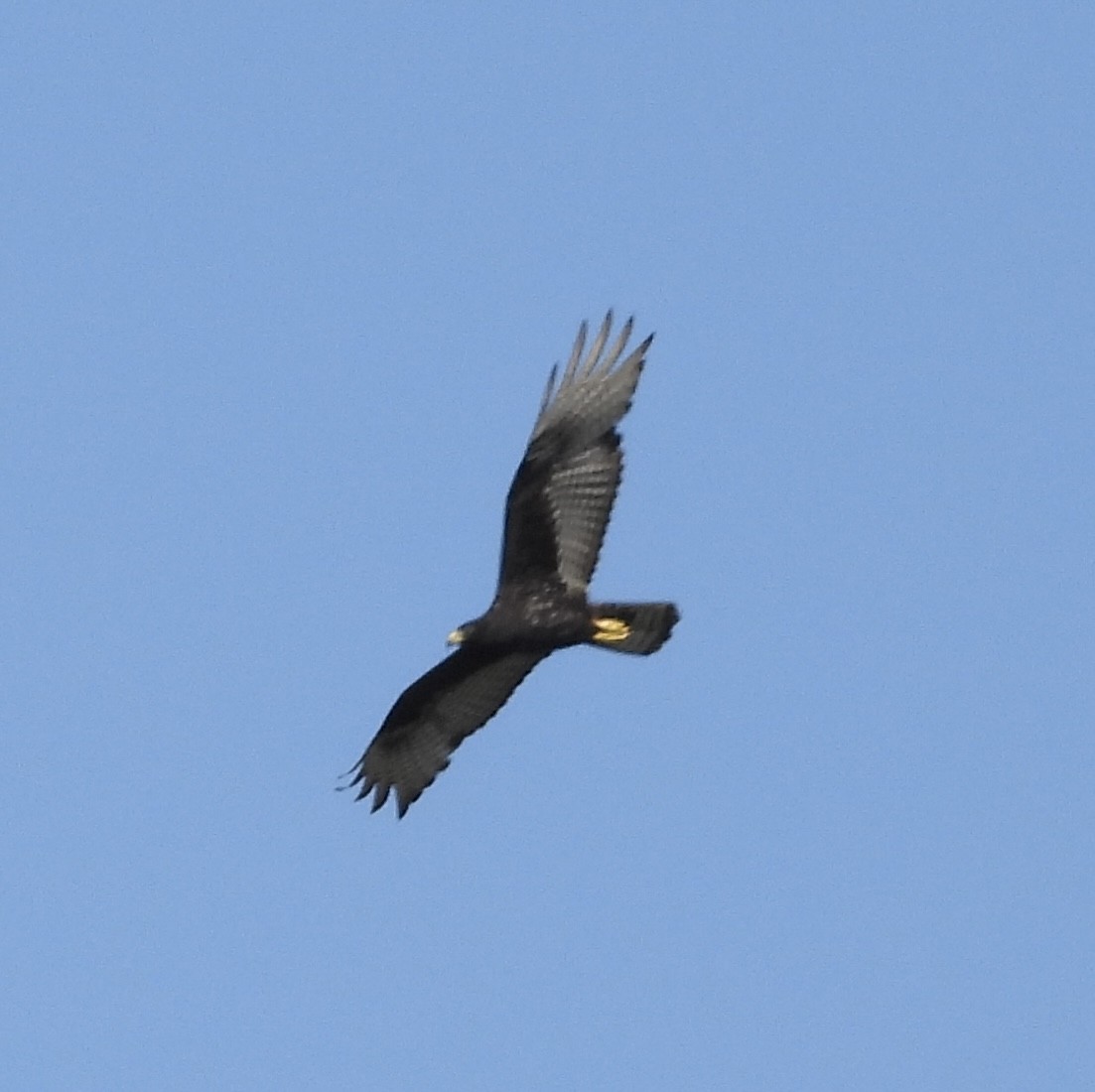 Zone-tailed Hawk - ML612573947