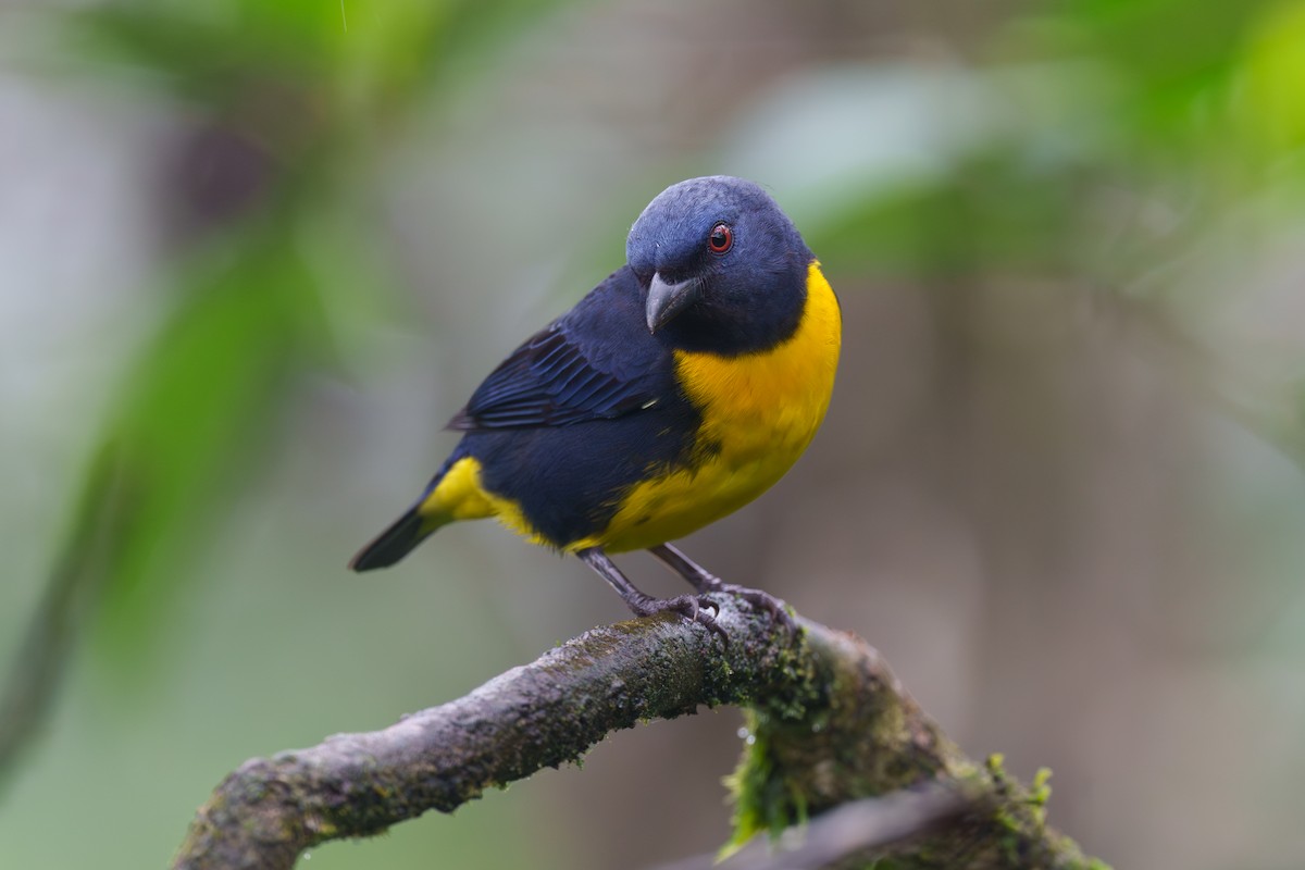 Blue-and-gold Tanager - ML612573983