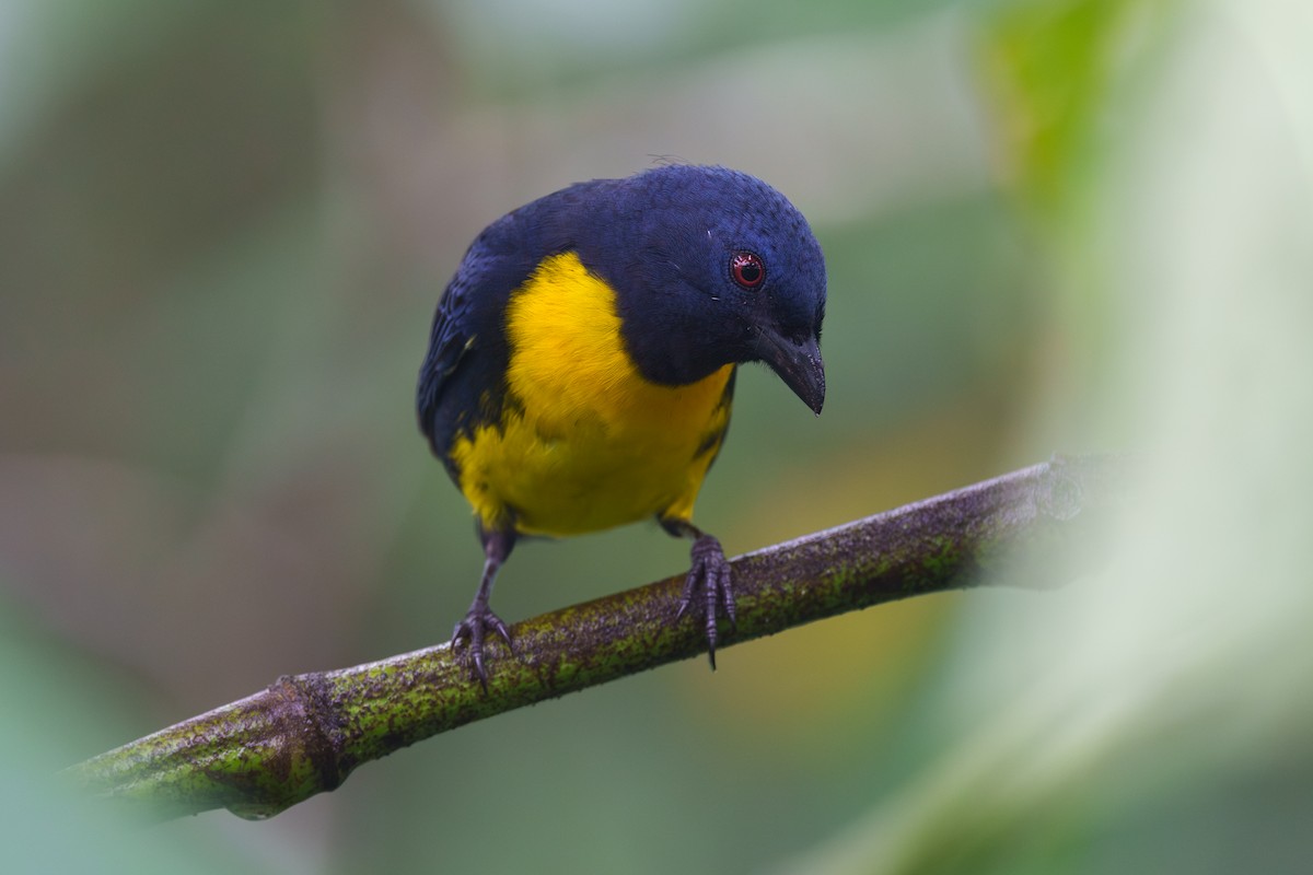 Blue-and-gold Tanager - ML612573985