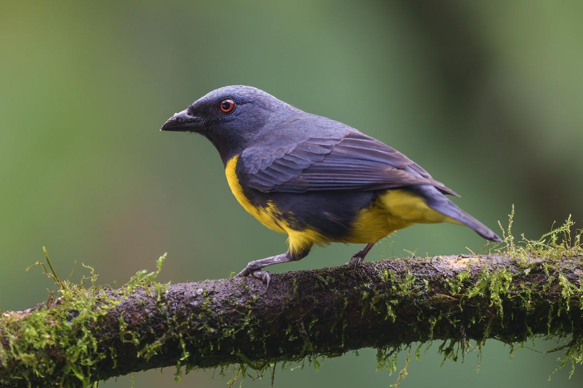Blue-and-gold Tanager - ML612573986