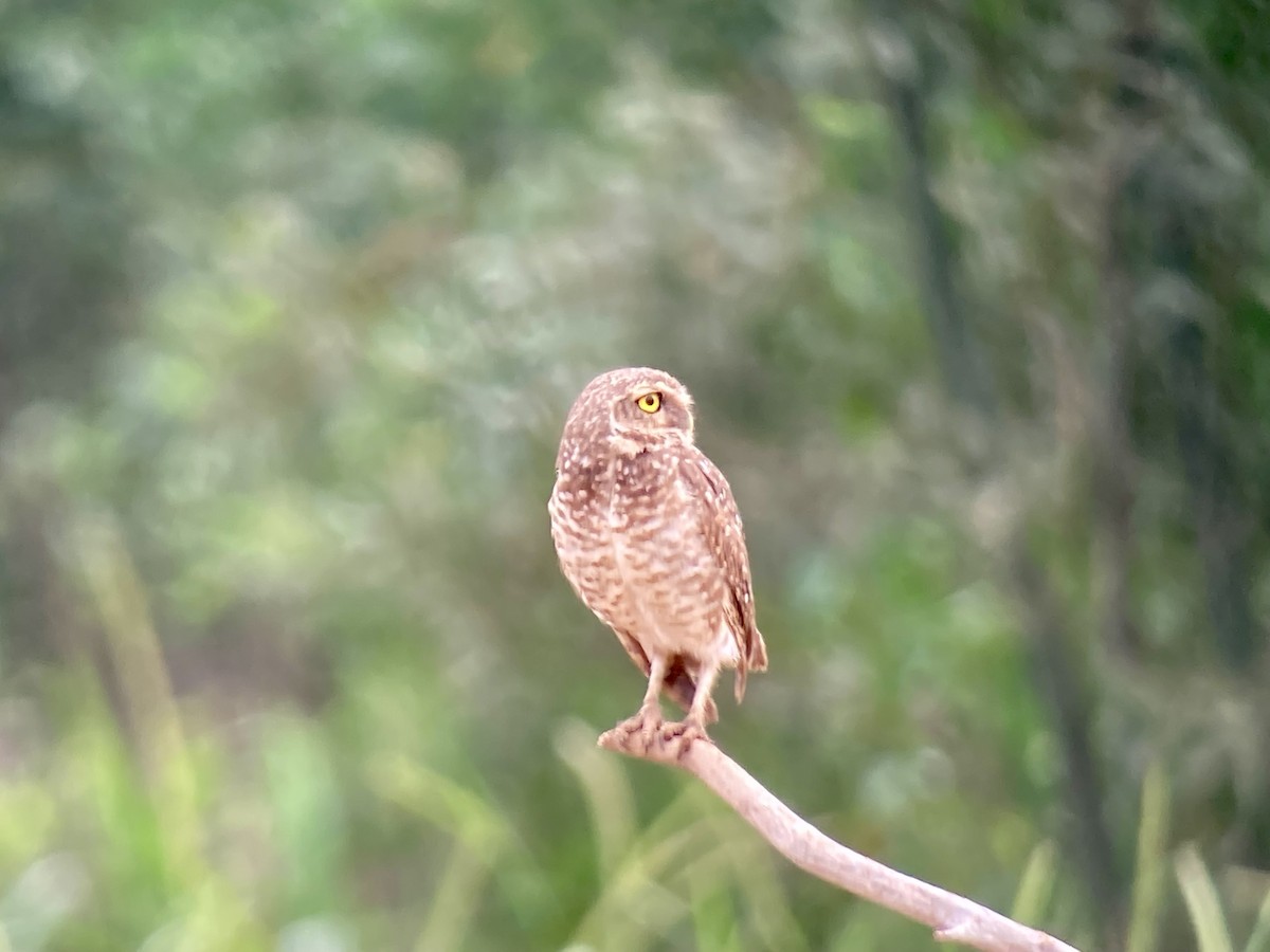 Burrowing Owl - ML612573992