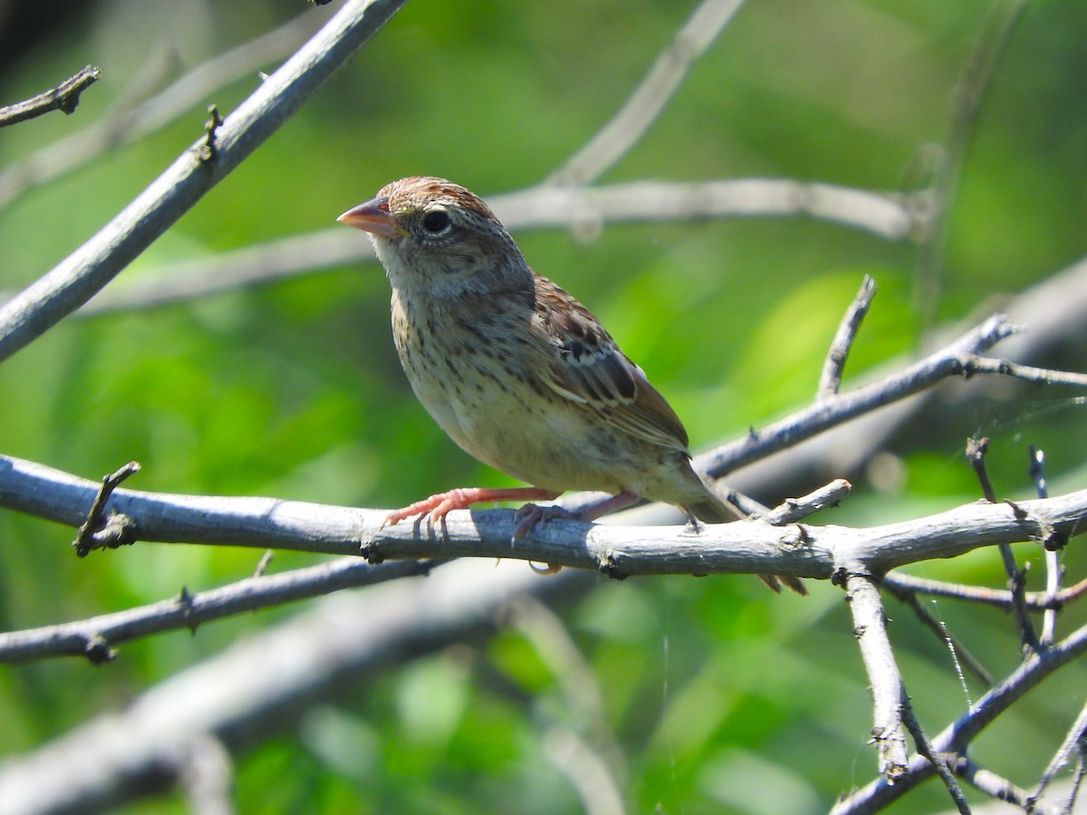 Grassland Sparrow - ML612574044