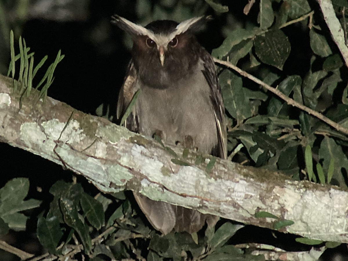 Crested Owl - ML612574229