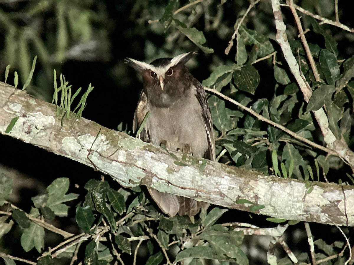 Crested Owl - ML612574230