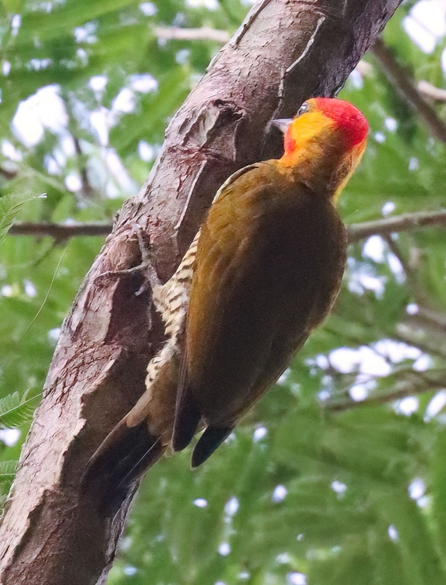 Yellow-throated Woodpecker - ML612574314