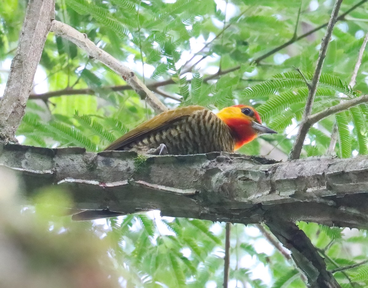 Yellow-throated Woodpecker - ML612574315