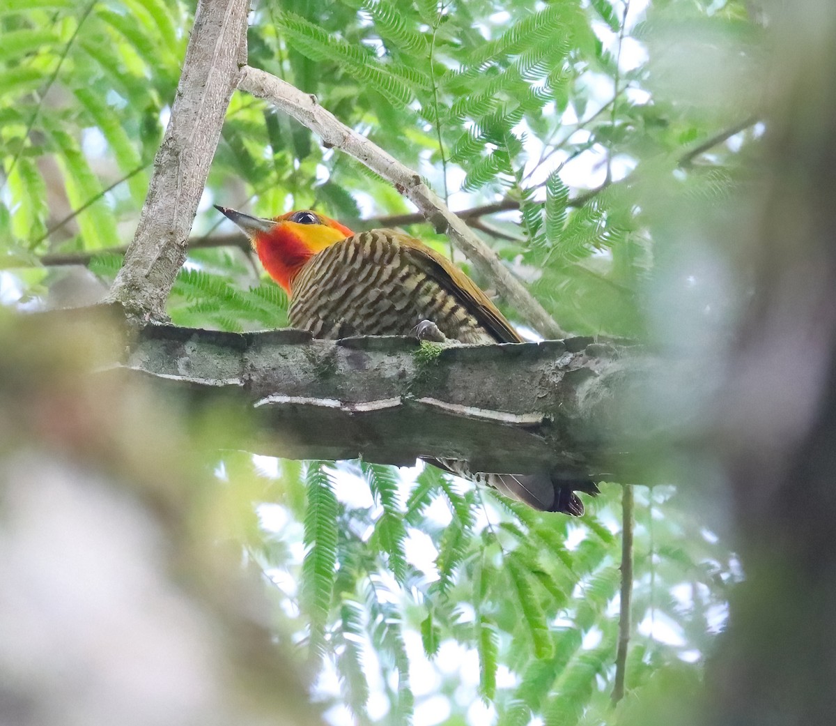 Yellow-throated Woodpecker - ML612574316