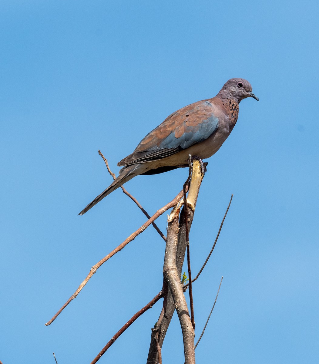 Laughing Dove - ML612574441
