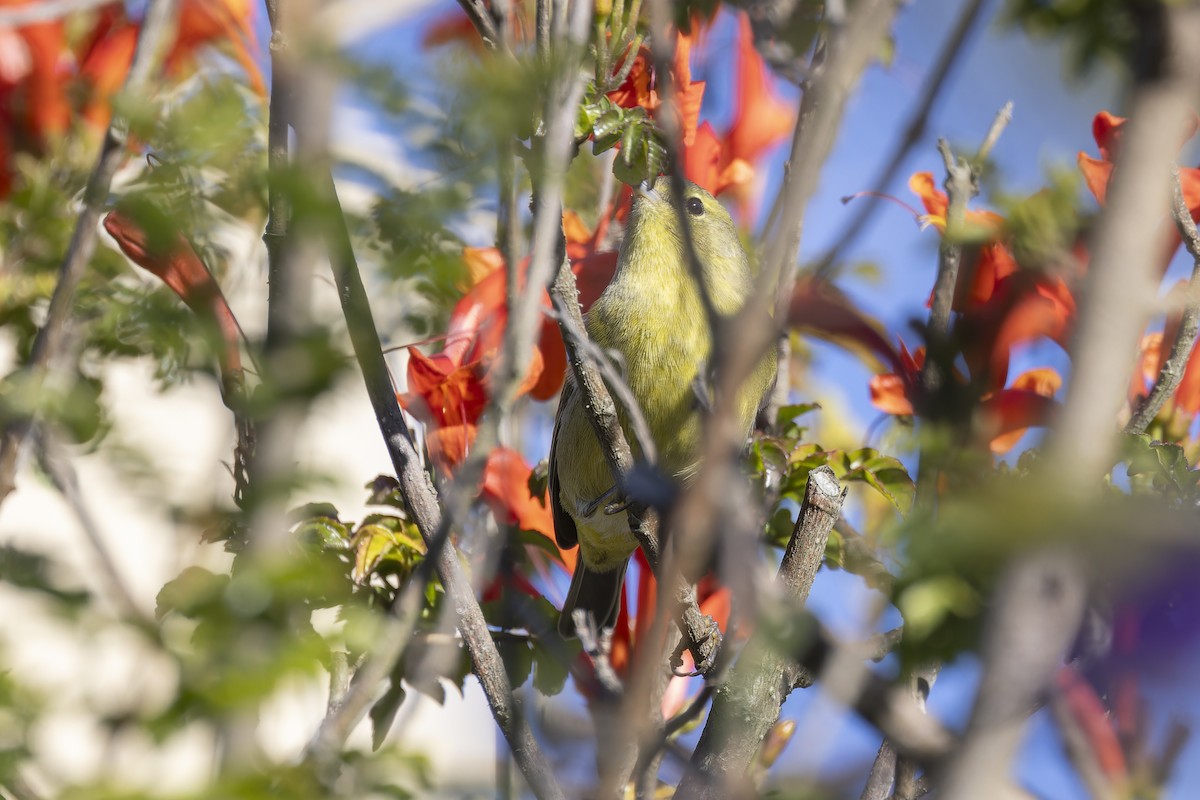 Orange-crowned Warbler (sordida) - Alex Rinkert