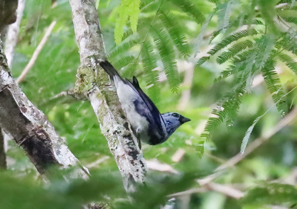 White-bellied Tanager - ML612574521