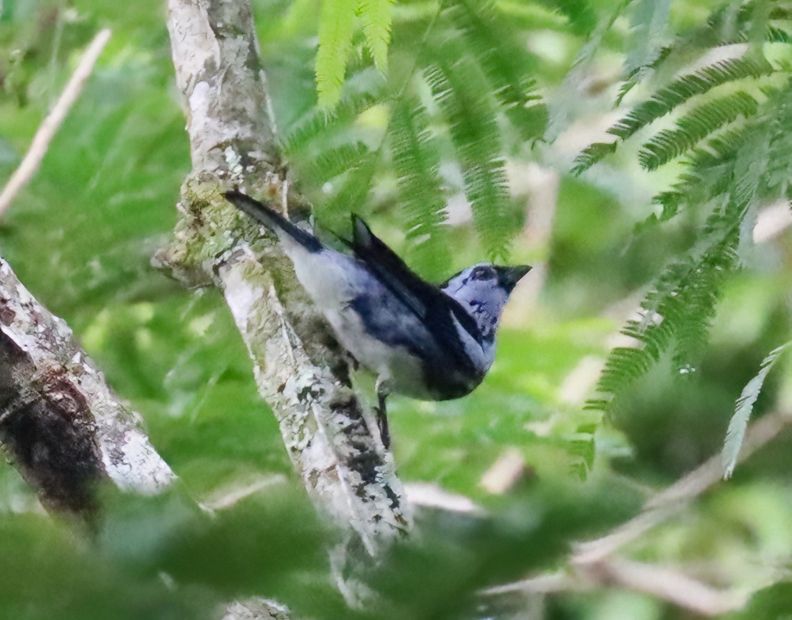 White-bellied Tanager - ML612574522