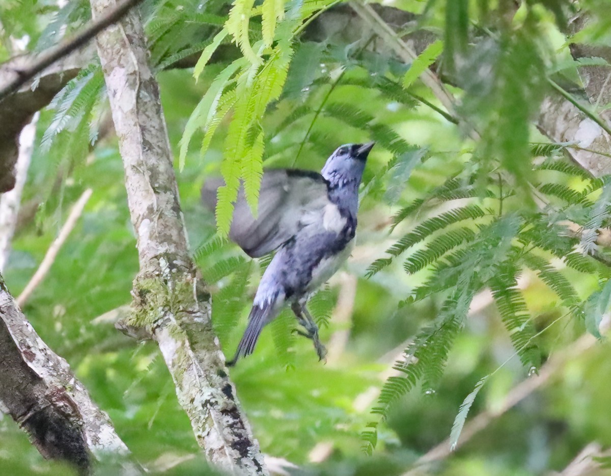 White-bellied Tanager - ML612574523