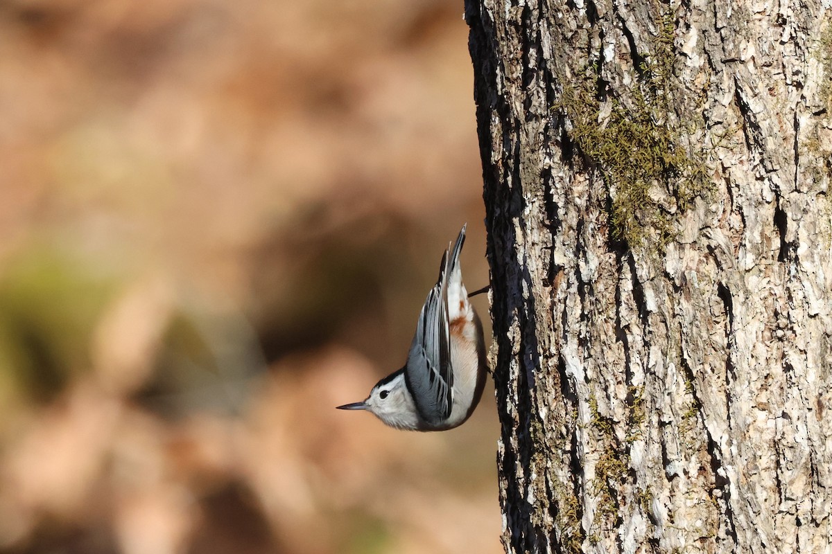 White-breasted Nuthatch - ML612574611