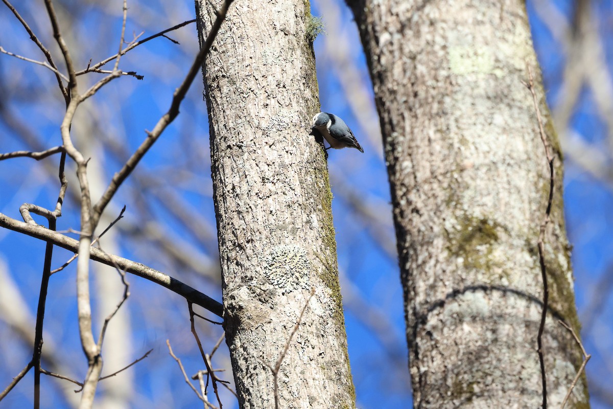 White-breasted Nuthatch - ML612574617