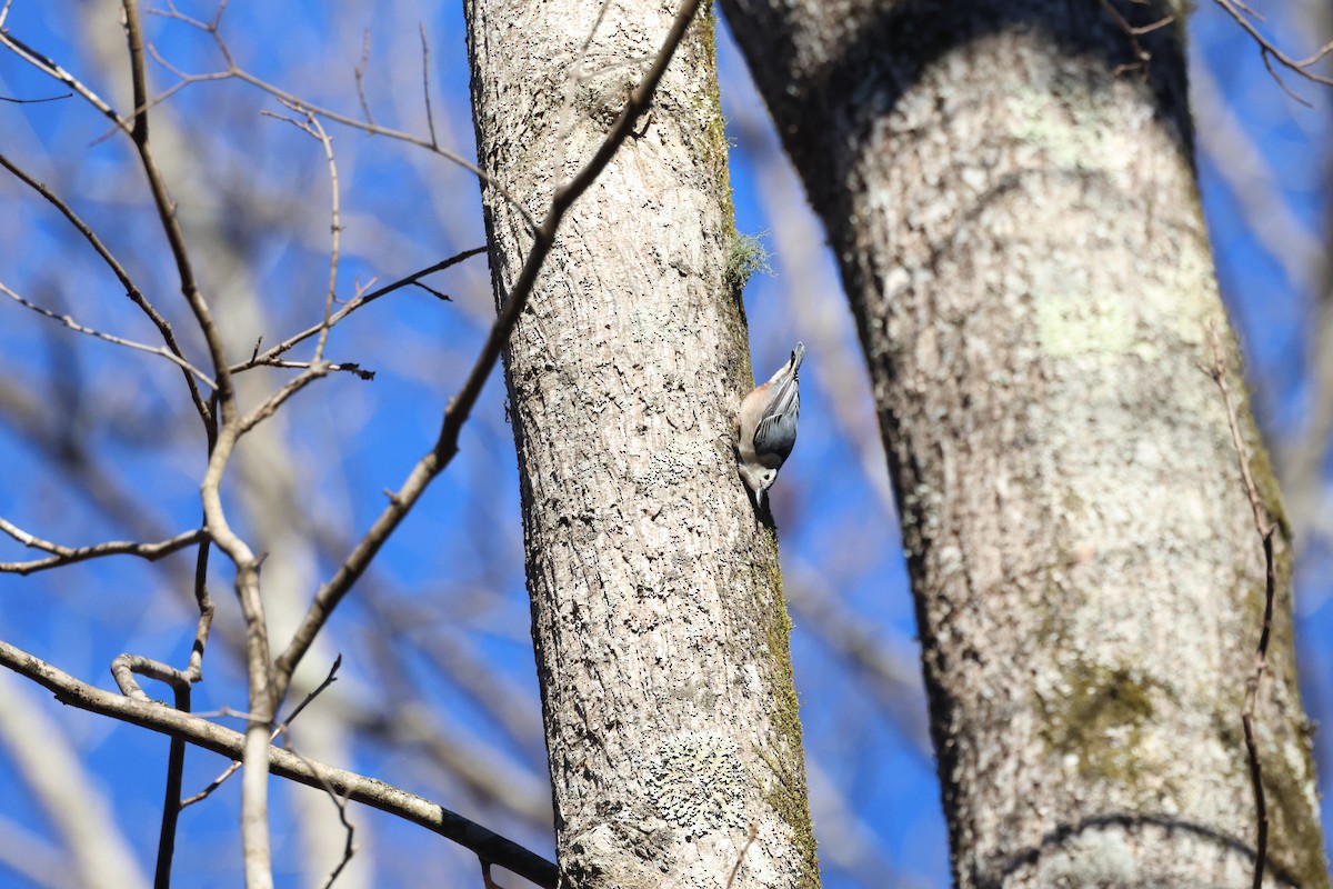 White-breasted Nuthatch - ML612574618