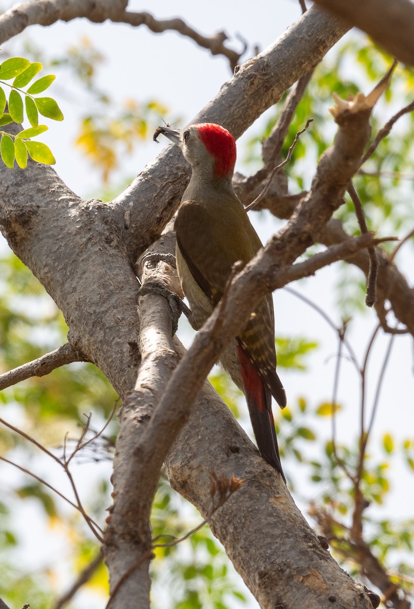 African Gray Woodpecker - ML612574683