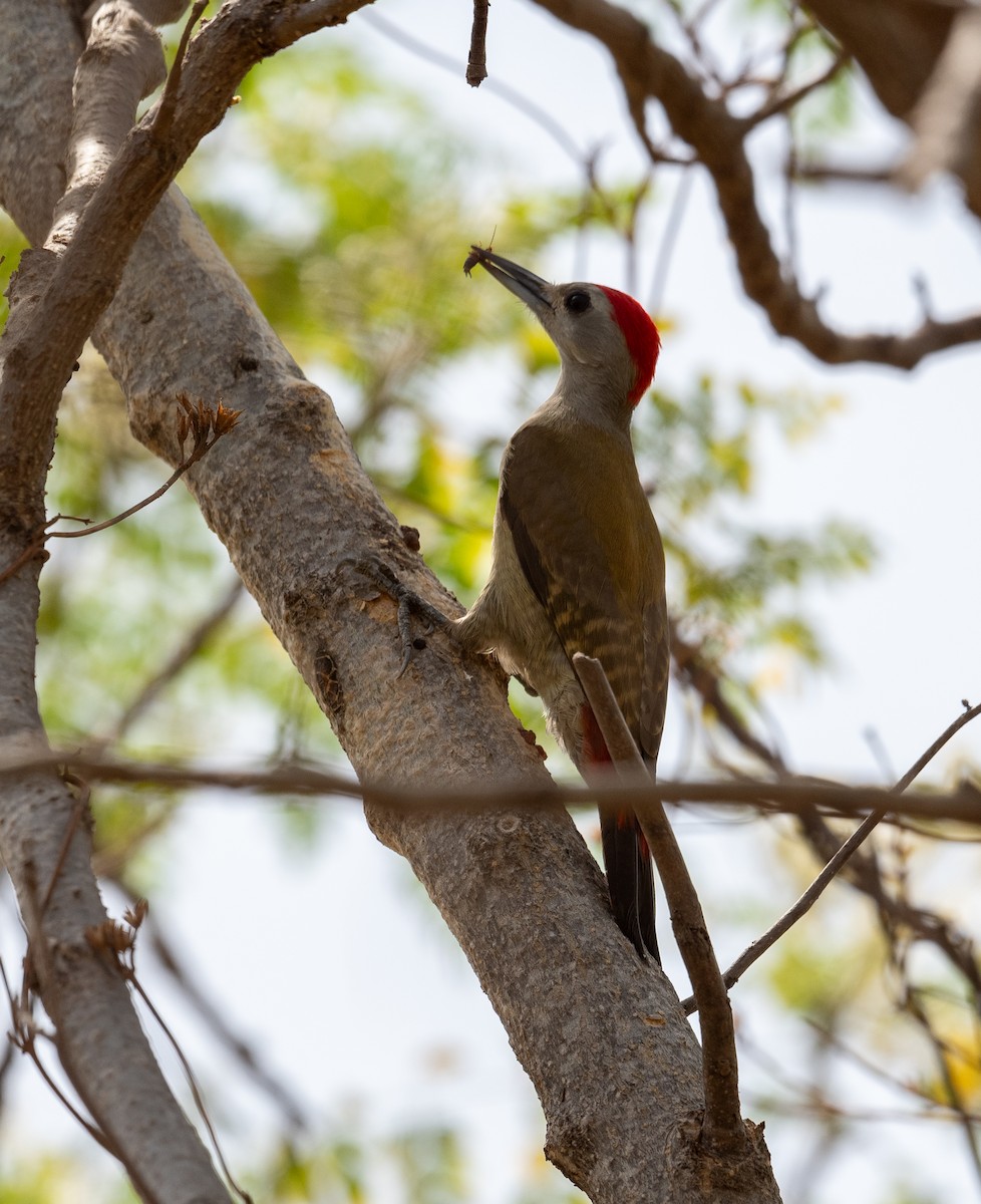 African Gray Woodpecker - ML612574684