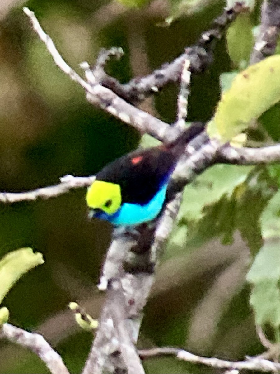Paradise Tanager - ML612574735