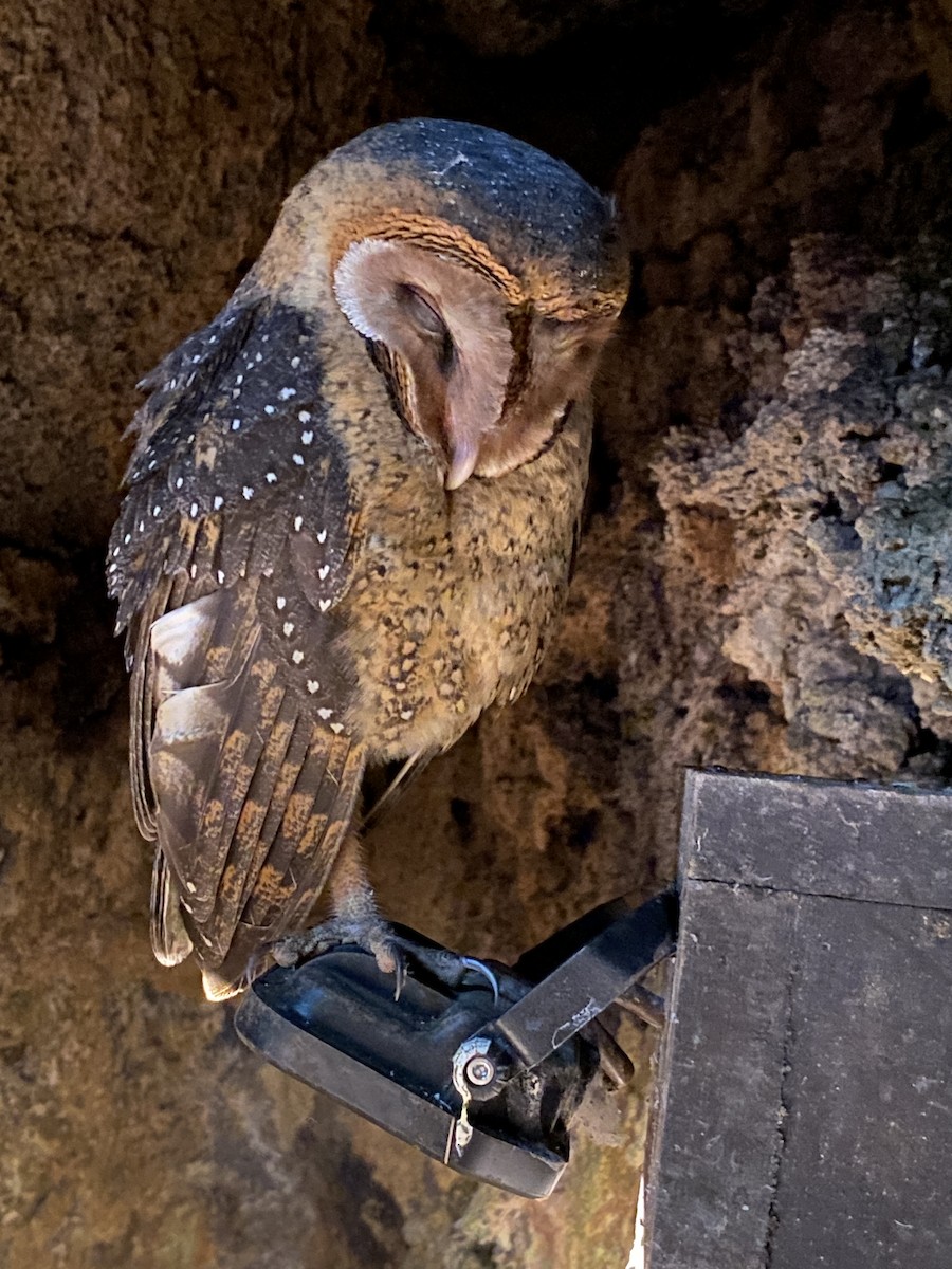 Barn Owl (Galapagos) - ML612574823