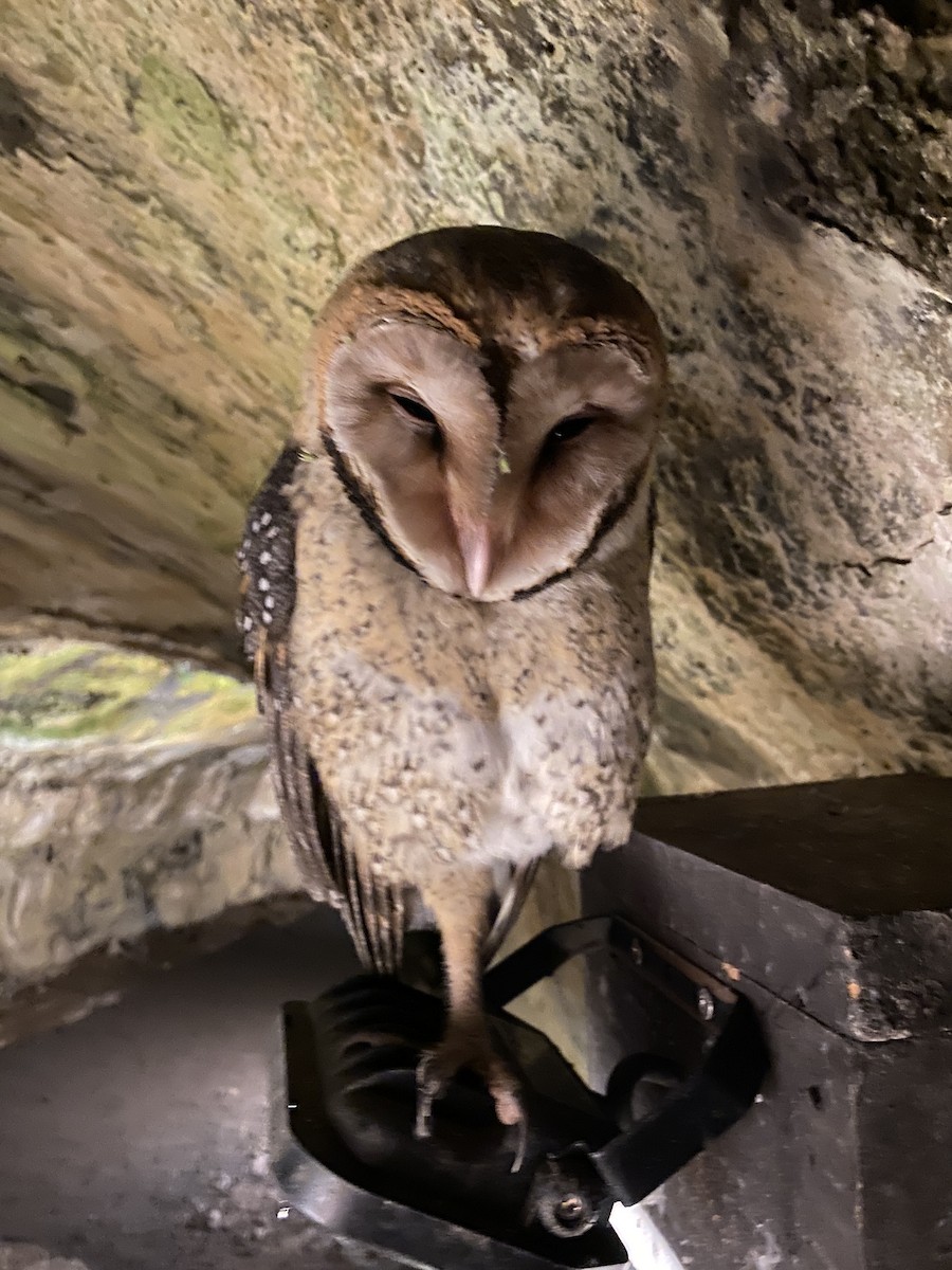 Barn Owl (Galapagos) - ML612574825