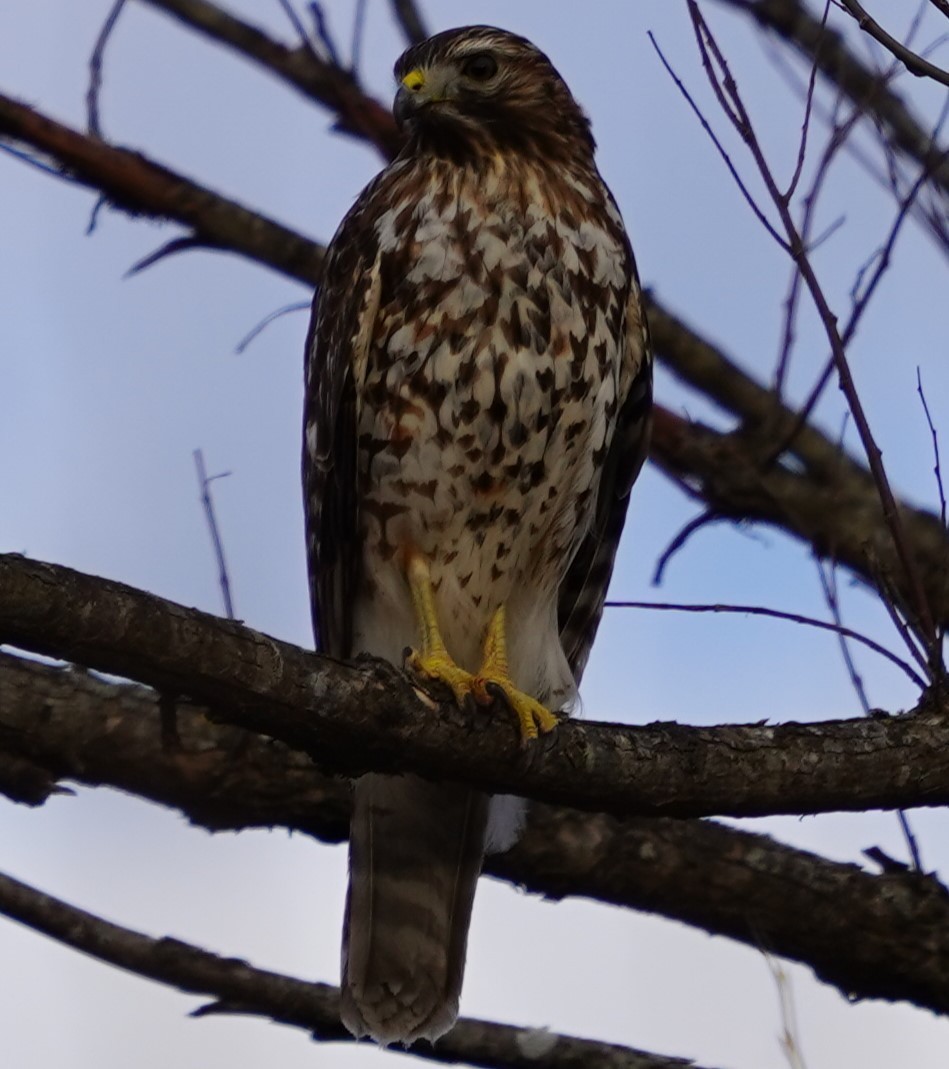 eBird Checklist - 23 Dec 2023 - Great Smoky Mountains NP--Cades Cove ...