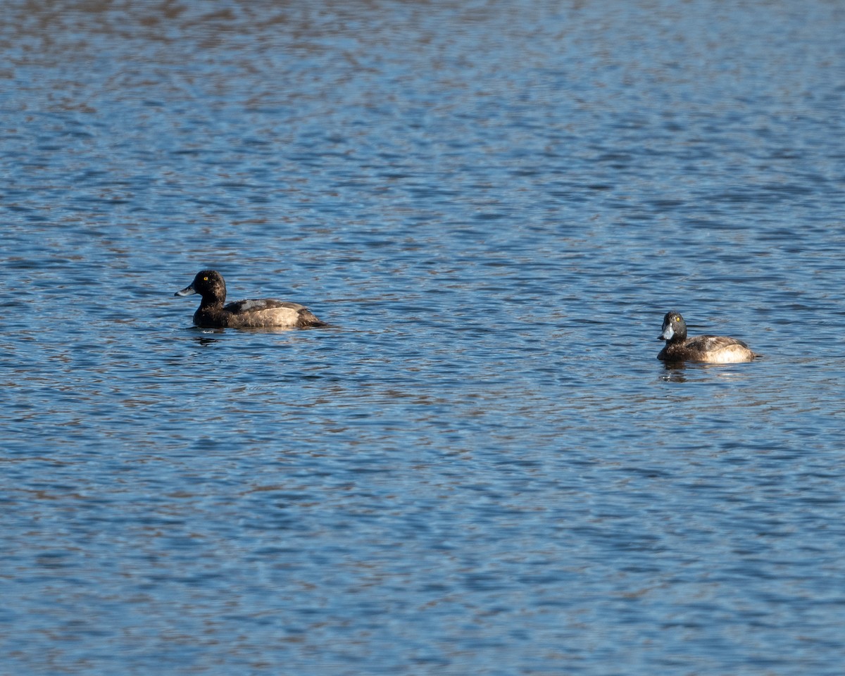 eBird Checklist - 22 Dec 2023 - Congamond Lakes, Southwick - 6 species