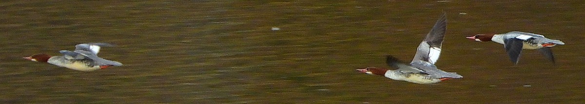 Common Merganser - ML612575372