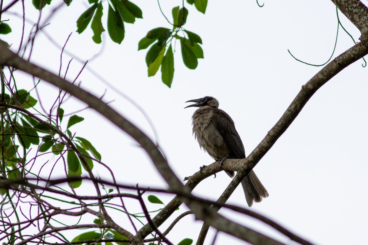 Helmeted Friarbird (Hornbill) - ML612575432